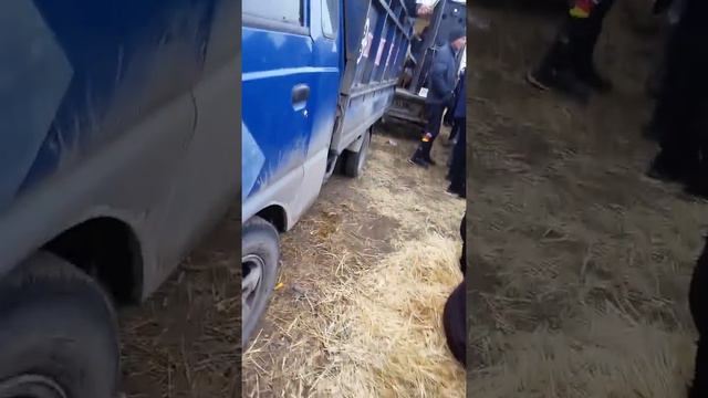 Медет чавандаз лейлек Мин-жыгач бишкекте акыры улак смотреть онлайн