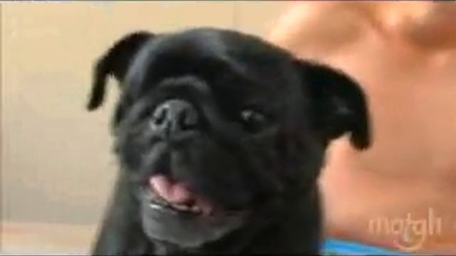 Hunter Messer - 2009 World Transplant Games Pre Games Story смотреть онлайн