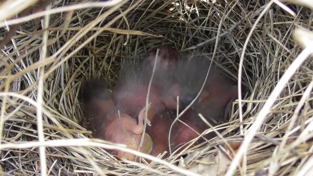 Гнездо полевого конька ( Anthus campestris ) смотреть онлайн