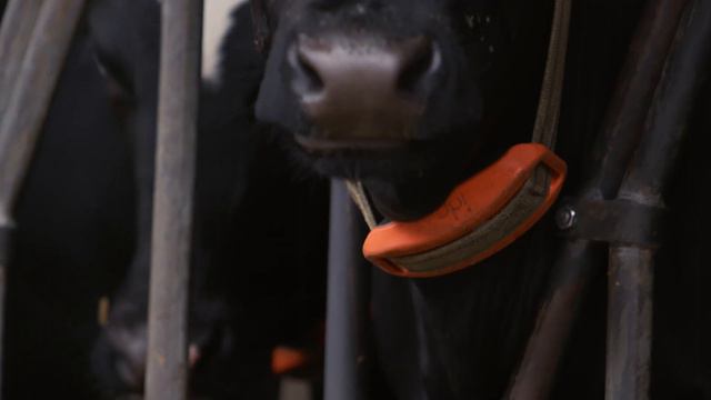 Ida Succesverhalen: van der Linden (Dutch version) смотреть онлайн