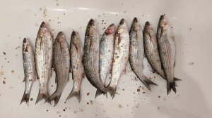 Бешеный улов кефали на Азовском море