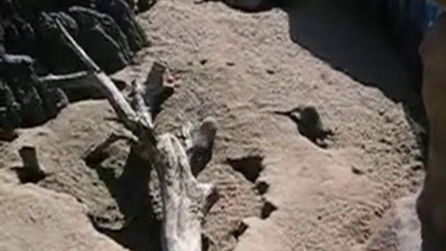 Mongoose Egg-stravaganza! (Denver Zoo) смотреть онлайн