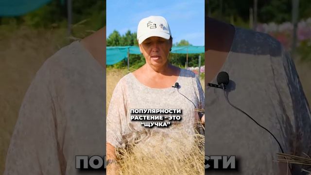 ЗЛАКИ В САДУ! Мода, композиции и уход за ними! смотреть онлайн