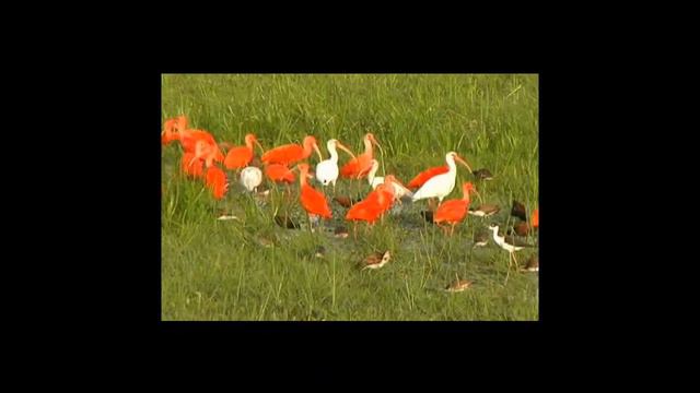 jose manuel flores UN GUALLABO MATADOR смотреть онлайн