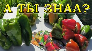 УРОЖАЙ ПЕРЦА этого года:  лучшие сорта этого года🔥🔥🔥