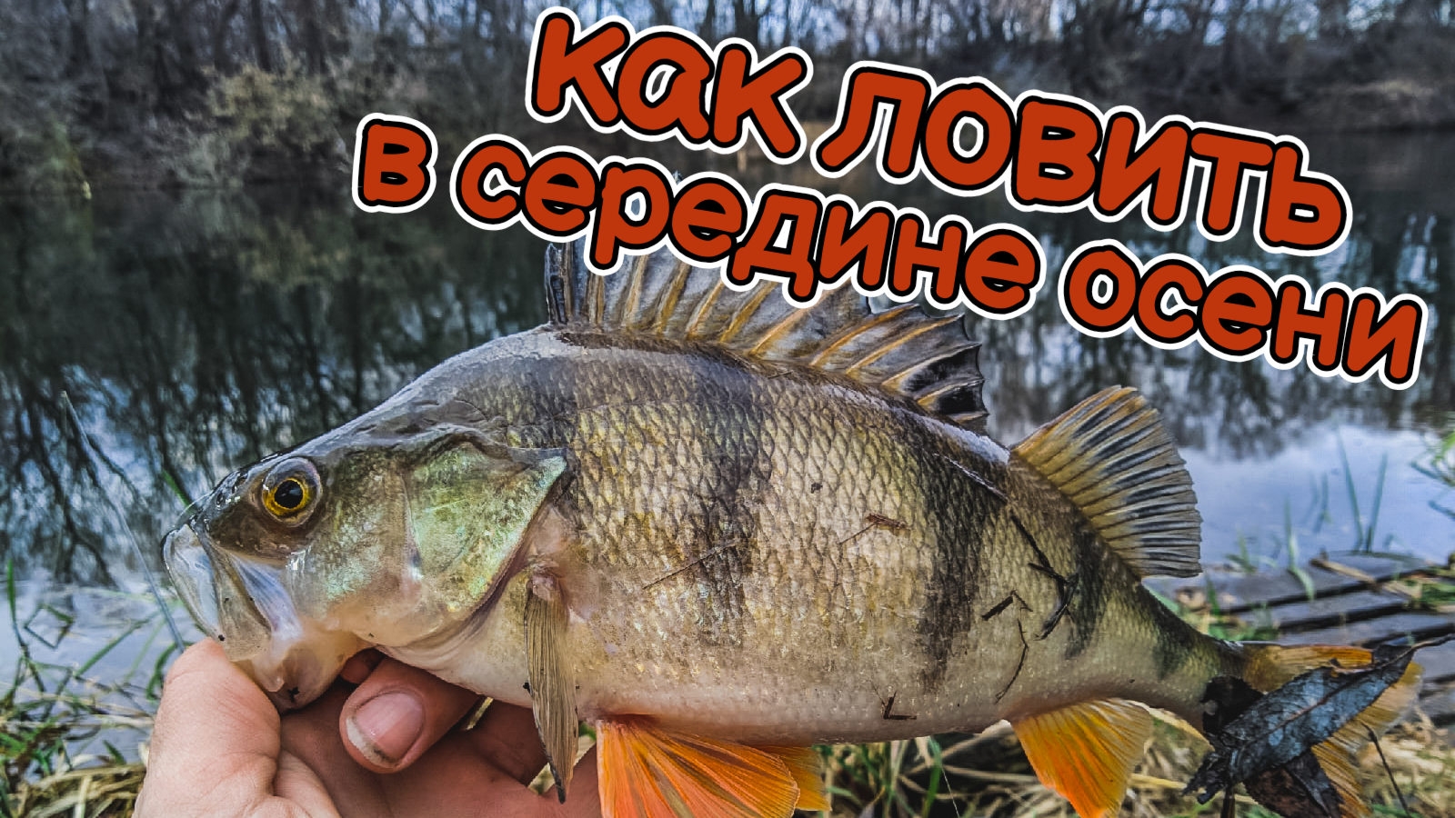 как ловить щуку и окуня в середине осени | яркие приманки выручают | Тест Palms Pinwheel PFGS-75L смотреть онлайн