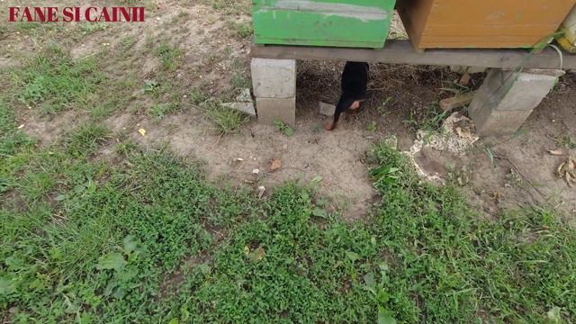 ACESTI CAINI OMOARA TOTI SOBOLANII ! ! ! PUI DE TERRIER LA PLOIESTI. смотреть онлайн