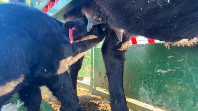 Will Heifer #11 Accept Her Calf and Erin Provides Clarification. смотреть онлайн