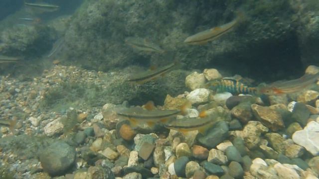 Crazy Colorful Minnesota Creek Fish! смотреть онлайн
