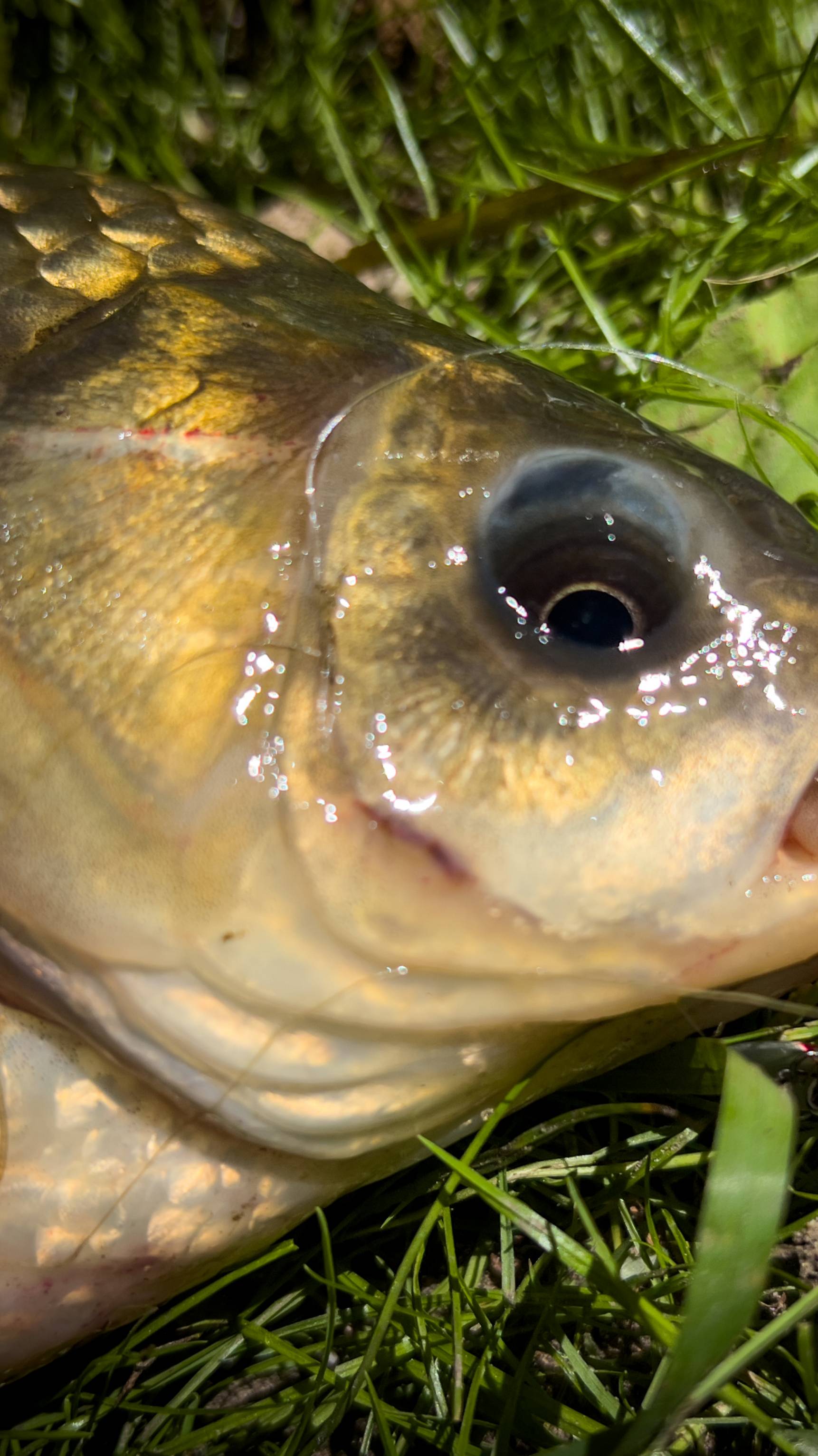 БОДРЫЕ ПОКЛЕВКИ 👍 смотреть онлайн