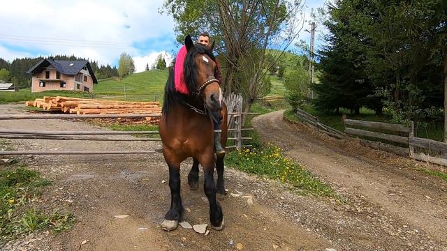 Caii lui Stefan Gabriel Medviciuc de la Ciumarna \Bucovina смотреть онлайн