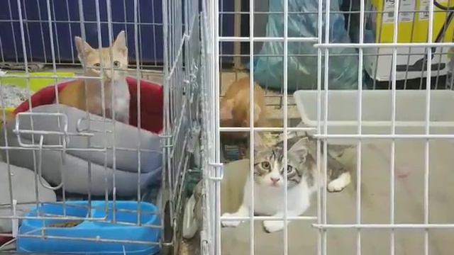 Tom, Mison und Marsi im Juli 2018 - www.tierhilfe-verbindet.de смотреть онлайн