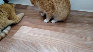 Рыжие коты играют с мухой
