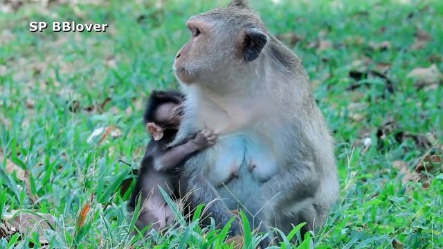 Teresa Never Forget Baby - SP BBlover - Cute Baby Need Grandma смотреть онлайн