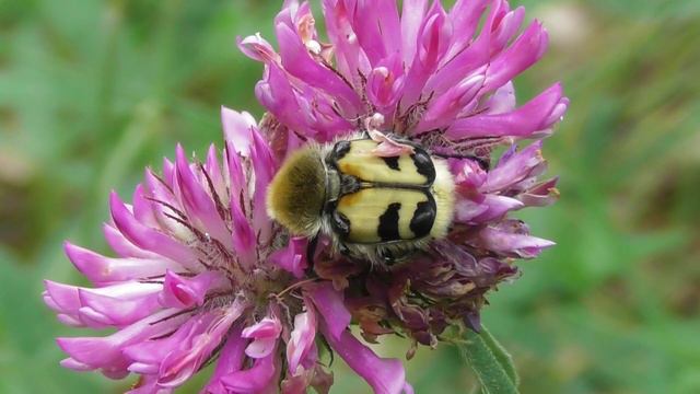 Восковик перевязанный ( Trichius fasciatus ) смотреть онлайн