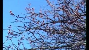 САФОВУДИН ГАЗАЛ 2016 1