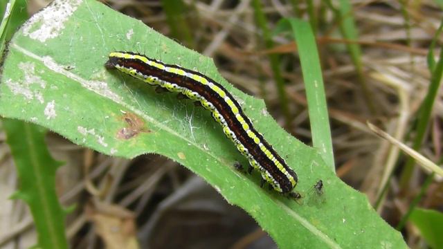 Гусеница. Капюшонница чертополоховая. ( Cucullia lucifuga ) смотреть онлайн