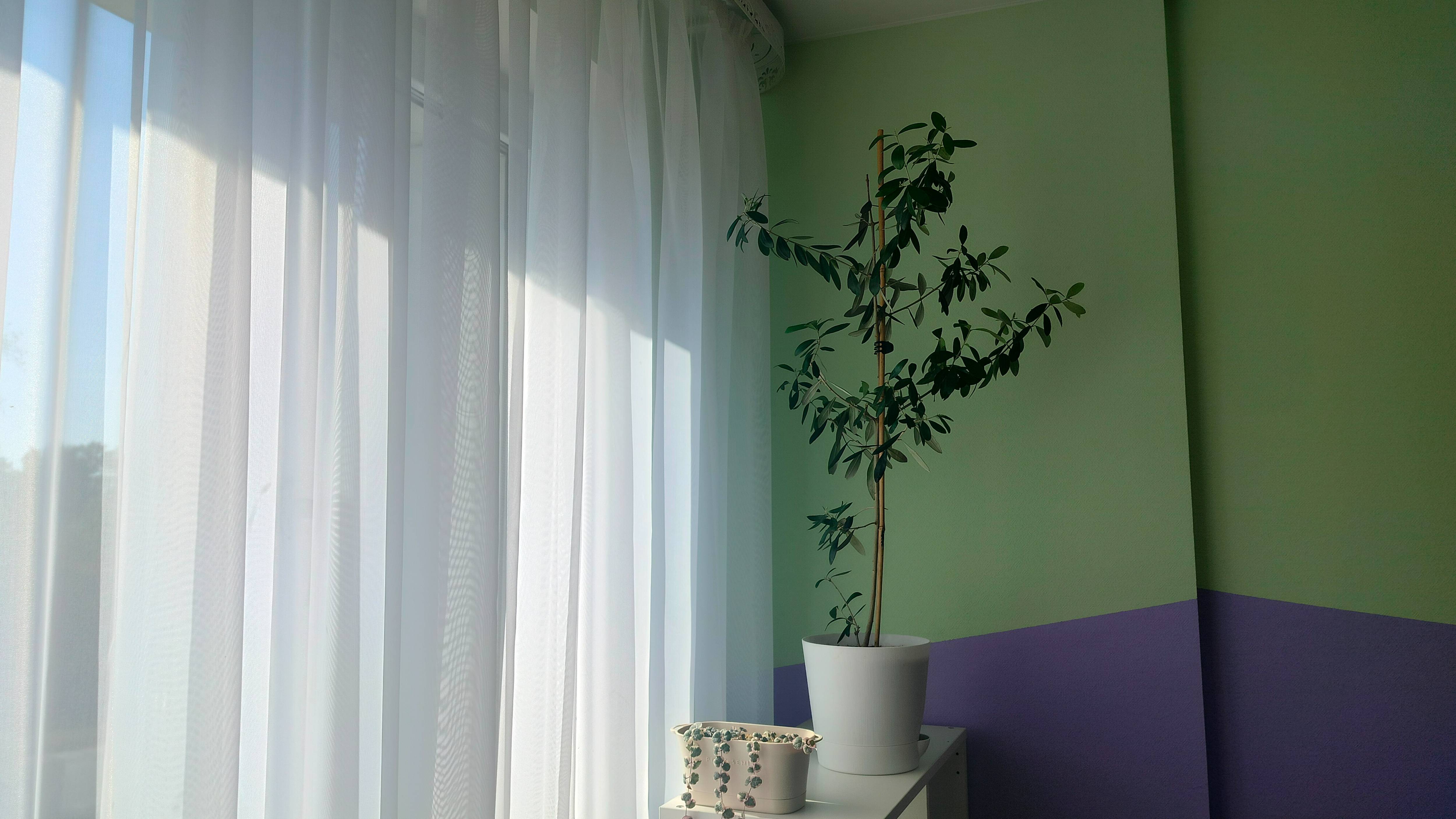 Пересадка оливы на автопОЛИВ смотреть онлайн