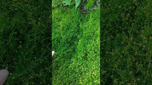 Мшанка уход, выращивание. Почвопокровное растение. Мой опыт.