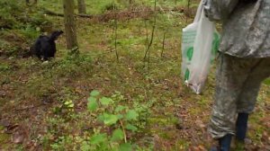 Грибная разведка 04 августа 2024. Всеволожский район.