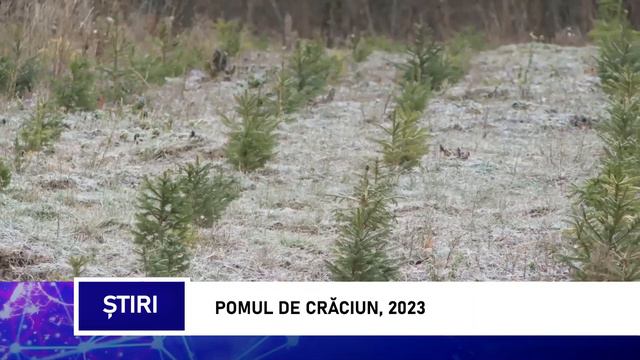 Pomul de Crăciun, 2023 смотреть онлайн