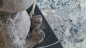 басики на диете . конфетные друзья