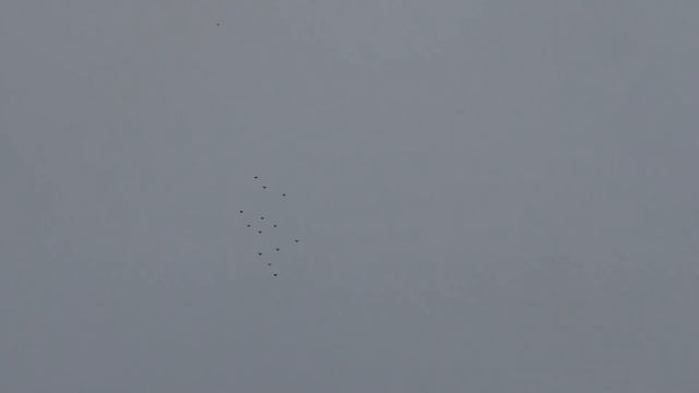 Полеты Николаевских голубей смотреть онлайн