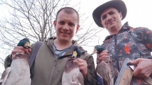 Весенняя охота на селезня с подсадной уткой! Сезон охоты 2024.