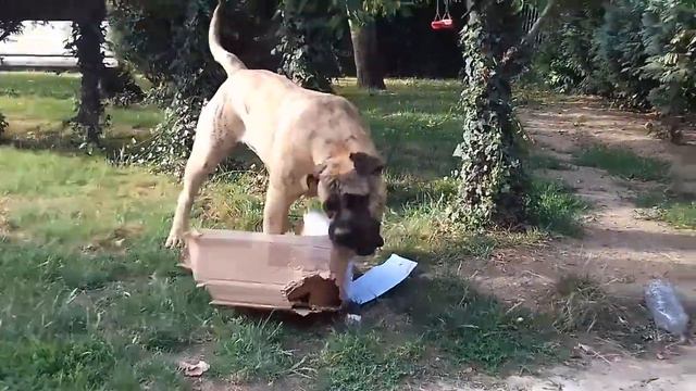 El Sueno Del Amigo: Presa Canario OSHIVA 10 mois смотреть онлайн