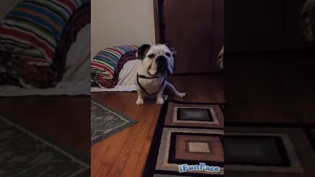 Henry Libe смотреть онлайн