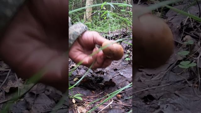 ШИКАРНЫЕ НАХОДКИ ИЗ БЕЛЫХ ГРИБОВ В ЕЛОВОМ ЛЕСУ. ОЧЕНЬ НЕОБЫЧНЫЕ ГРИБЫ СЕЗОНА 2024 смотреть онлайн