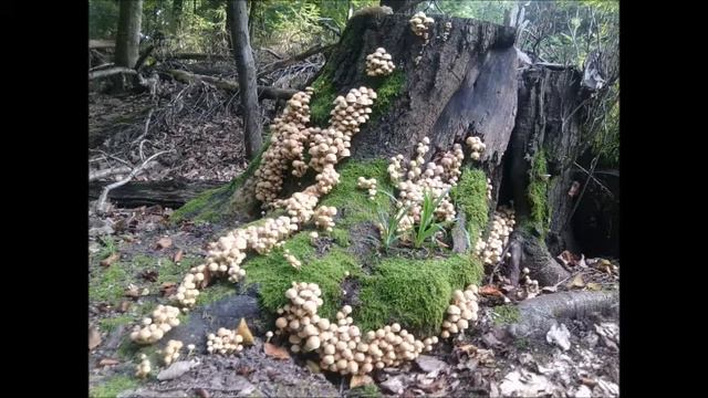 Paisley Tree / Mystical Journey смотреть онлайн