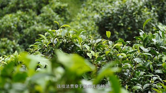 Шен пуер Менку Цяо Му Ван (Король деревьев), Mengku Rong's Arbor King смотреть онлайн