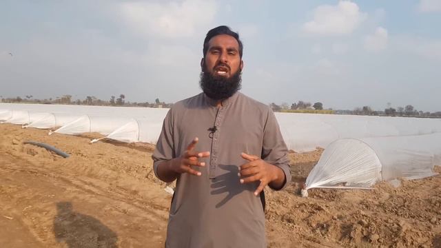 How to grow ridge gourd (پسلی والی توڑی), Summer vegetable planting, Hindi/urdu, IR FARM смотреть онлайн