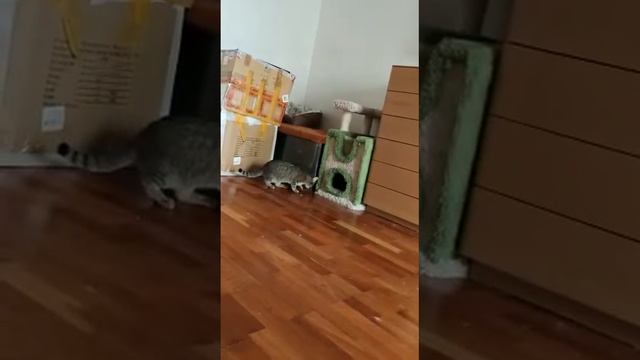 Лоле нужен дом! смотреть онлайн