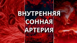 ВНУТРЕННЯЯ СОННАЯ АРТЕРИЯ - анатомия, топография, ветви.