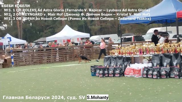 Беби кобели  / ПК БОРИСОВ (BY) сб 14 сен`24 (S.Mohanty) 150 собак