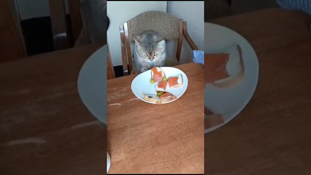 Кот Мартин и оливка смотреть онлайн
