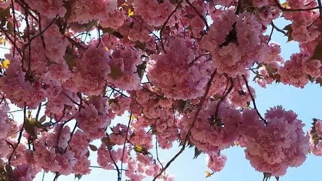 -Владими́р Косма́ . Музыка из любимых фильмов. смотреть онлайн