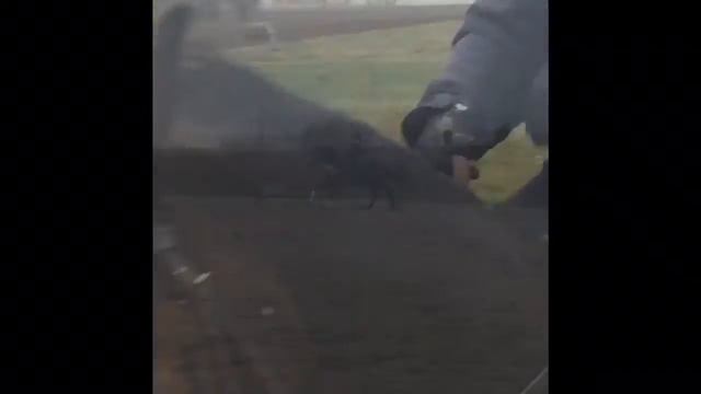Batman D-ponny смотреть онлайн