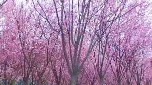 весна Бахор Bahor