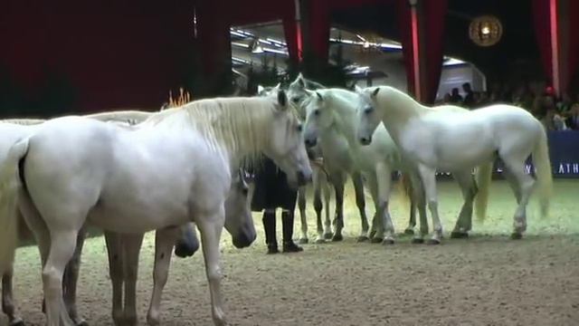 Lorenzo at European Arabian Horse Championships - October 2014 смотреть онлайн