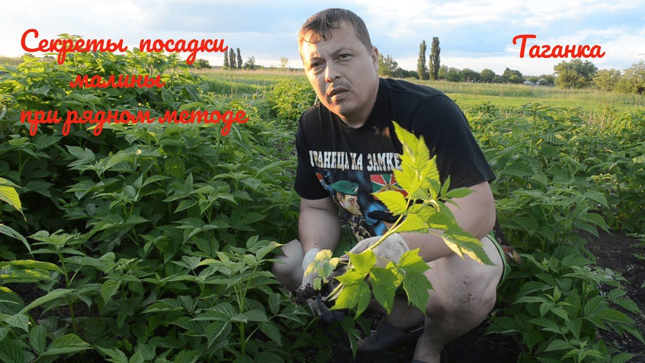 основные этапы ухода за малиной при рядном методе посадки.