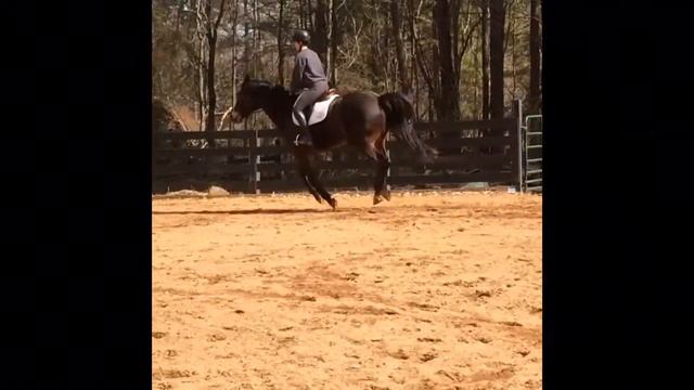 Vigo schooling at home смотреть онлайн