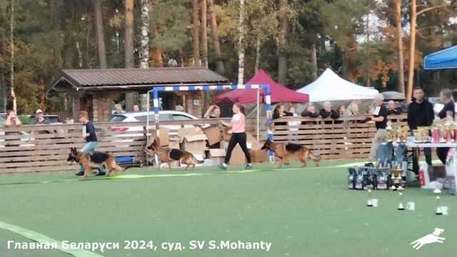Рабочие суки / ПК БОРИСОВ (BY) сб 14 сен`24 (S.Mohanty) 150 собак