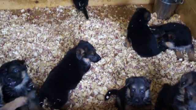 German Shepherd Puppies in Texas - Von der Otto German Shepherds смотреть онлайн