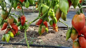 Брикодейки Минусинские  - Проверенный сорт томатов