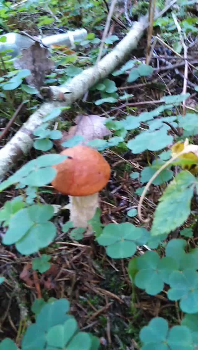 Подосиновик смотреть онлайн