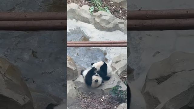 Панды смотреть онлайн