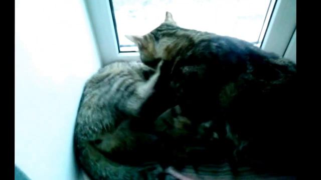 кошки смотреть онлайн